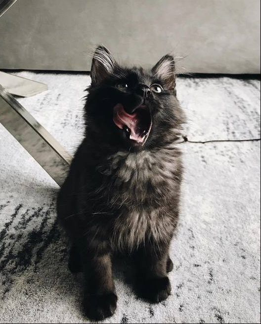 black siberian cat for sale